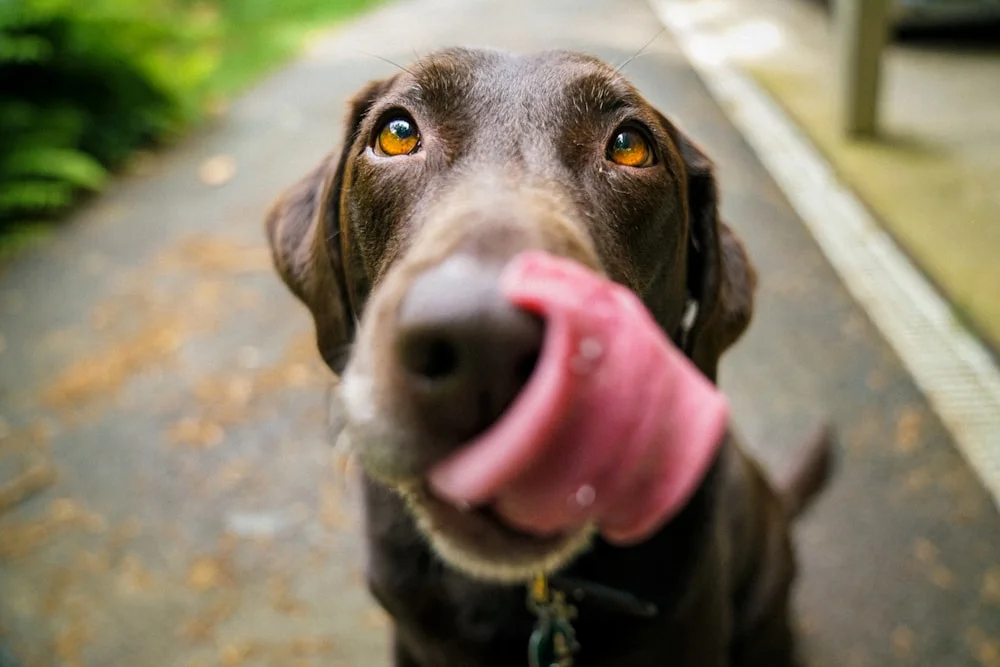 Ayarlanabilir Köpek Tasması