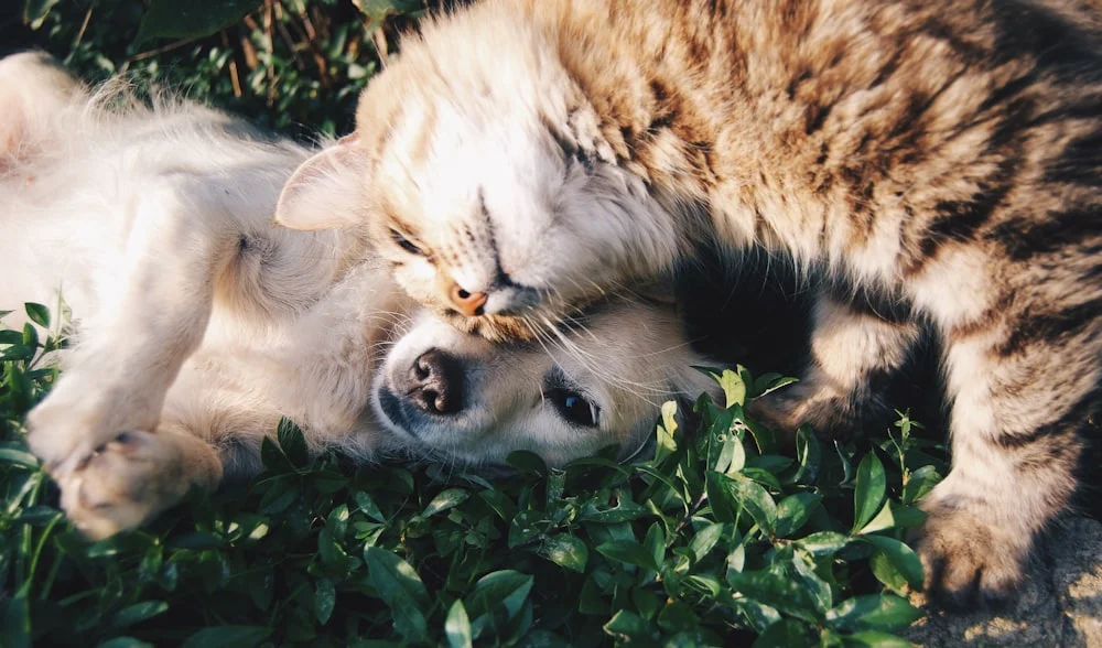 İnteraktif Köpek Oyuncağı